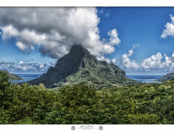 Rotui